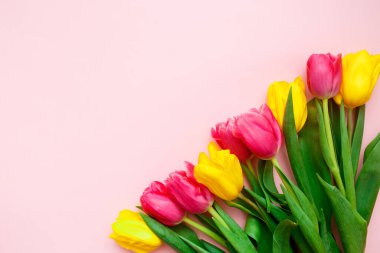 Pembe ve sarı laleler pembe arka planda. Bahar tebrik kartı konsepti. Üst görünüm, düz görünüm, kopyalama alanı