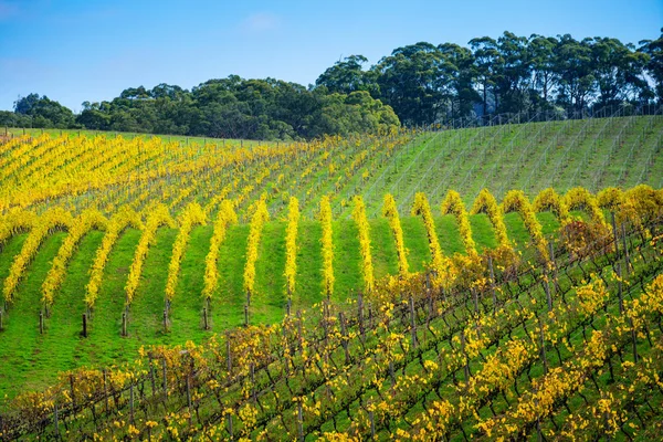 Виноградник Adelaide Hills Південна Австралія — стокове фото