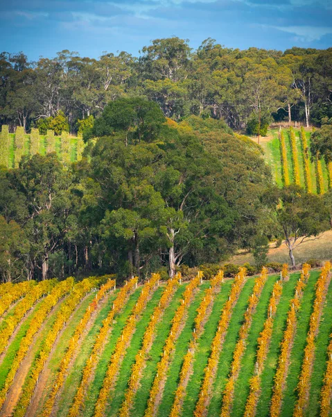 Vineyard Adelaide Hills South Australia — Stock Photo, Image