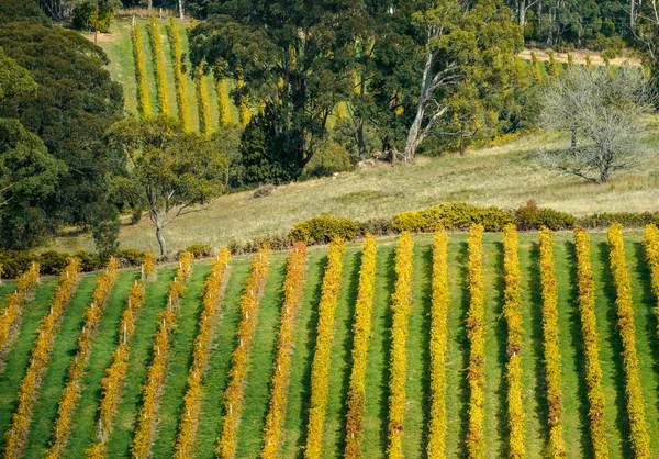 Winnic Wzgórzach Adelaide South Australia Australia — Zdjęcie stockowe