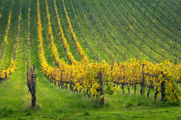 Vineyard Adelaide Hills South Australia — Stock Photo, Image