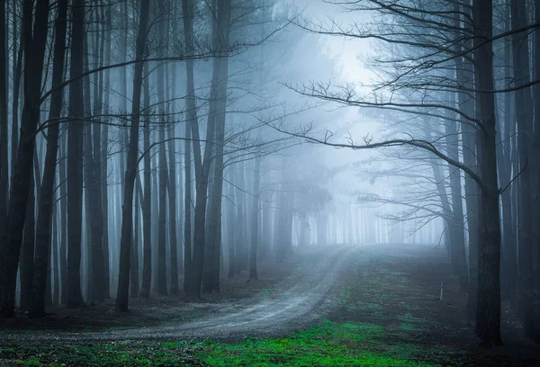 Moody forest with heavy fog