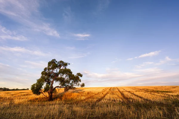 Campo Rural Australiano Verano — Foto de Stock