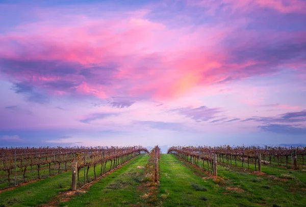 Vignoble Dans Vallée Clare Australie Méridionale — Photo