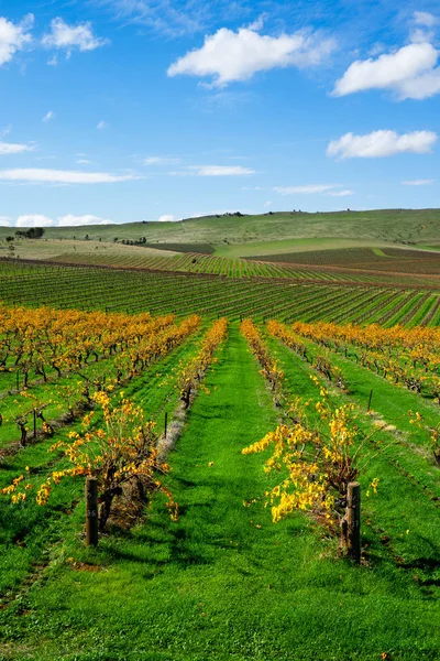 Scène Vignoble Frais Clare Valley Australie Méridionale — Photo
