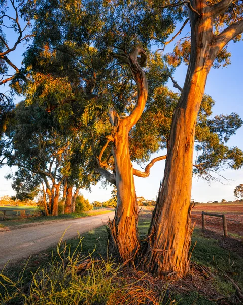 Sole Pomeridiano Illumina Albero Gomma — Foto Stock