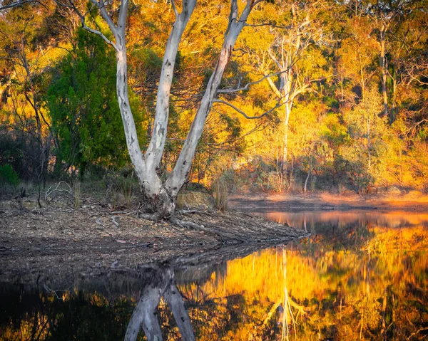 Colori Della Mattina Autunno Australia Meridionale — Foto Stock