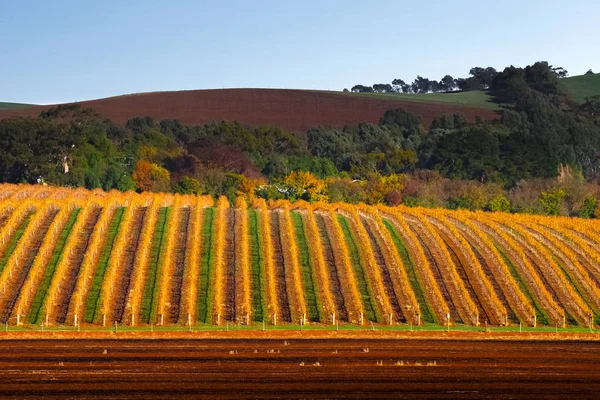 Winnica Clare Valley Australia Południowa — Zdjęcie stockowe