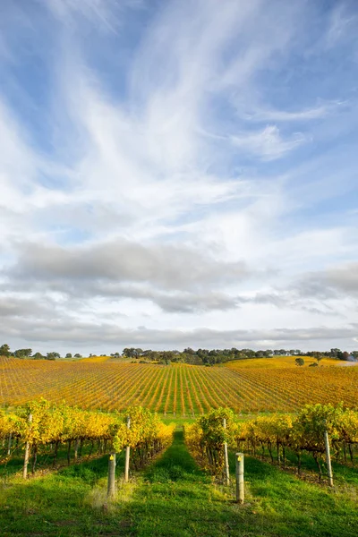 Vinhas de Outono — Fotografia de Stock