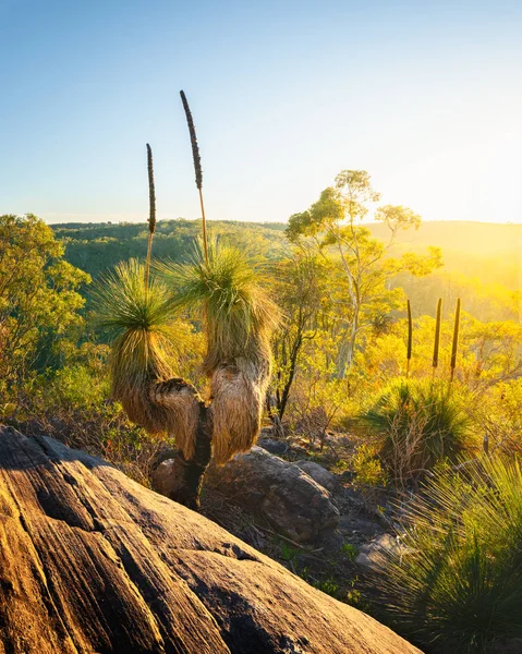 Cespuglio australiano — Foto Stock