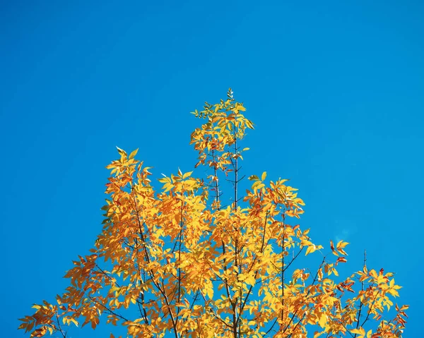 Árbol de otoño Imagen De Stock