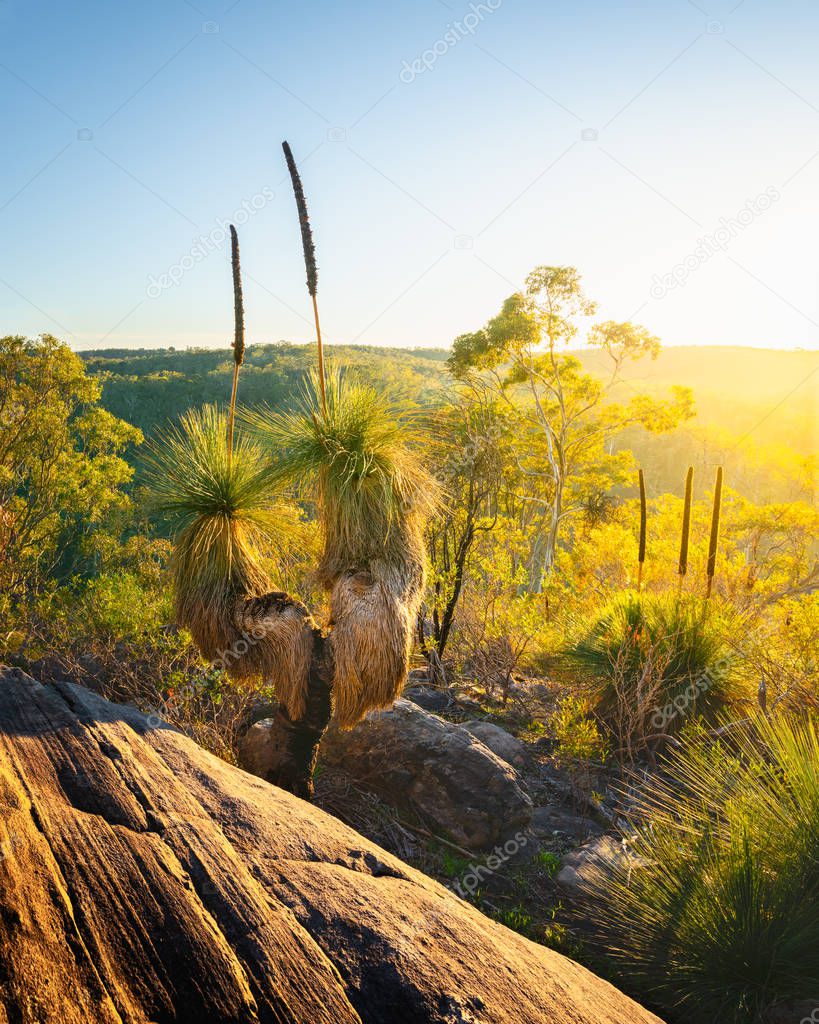 Australian Bush