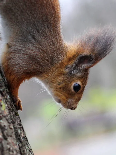 Neugieriges rotes Eichhörnchen lugt hinter den Baumstamm — Stockfoto