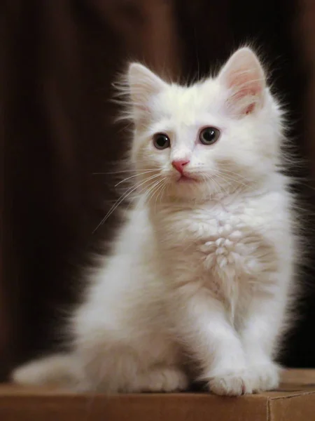 Portrait of white kitten on brown background Stock Photo