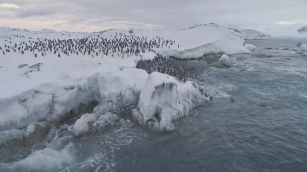 Повітряні постріл колонії пінгвінів Антарктиди. — стокове відео