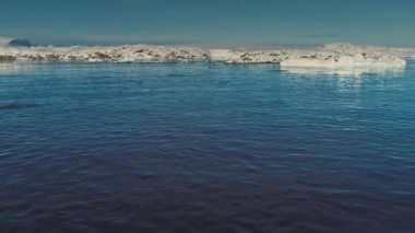 Penguenler okyanusa atlamak. Antarktika uçağı vurdu.