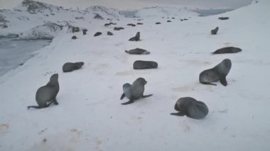 Karda oynarken mühürler. Antarktika kış manzarası