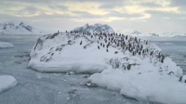 Yüzme, penguen kolonisi atlama. Antarktika.