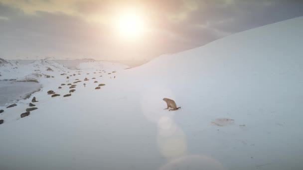 Joint mobile sur neige. Antarctique coucher de soleil paysage . — Video