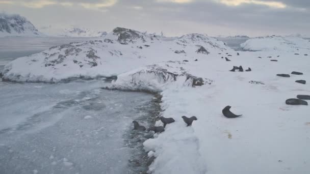 Zwemmen, zeehonden rusten. Antarctica landschap. — Stockvideo