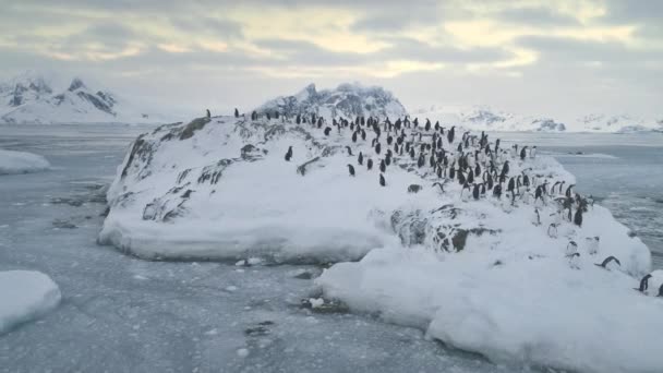 A nadar, a saltar para a colónia de pinguins. Antártida . — Vídeo de Stock