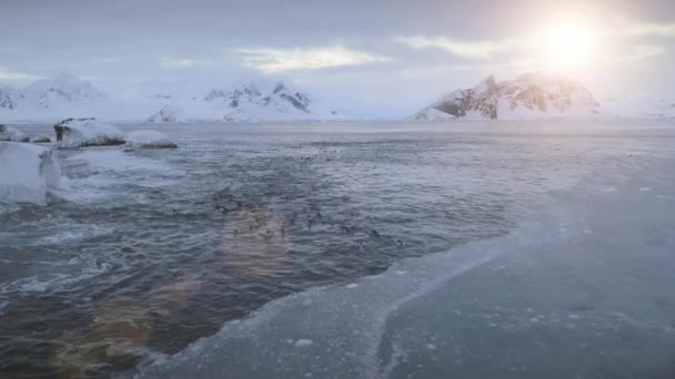 Pinguine schwimmen im Polarmeer. Antarktisflug. — Stockvideo