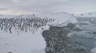 Penguen kolonisi yüzme sonra. Antarktika uçuş.