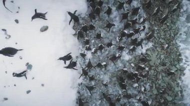Penguenler Antarktika buz kıyısında. Hava atış zoom