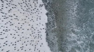 Drone uçuş penguen kolonisi üzerinde yakınlaştırma. Antarktika.