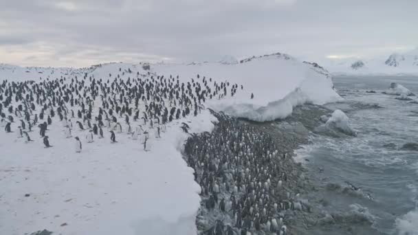 Pinguinkolonie nach dem Schwimmen. Antarktisflug. — Stockvideo