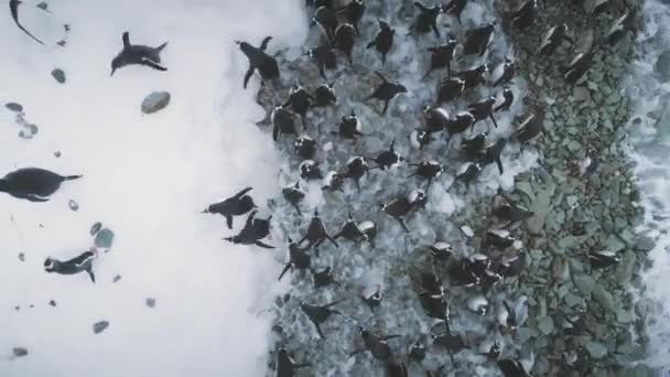 Pingüinos en la costa de hielo de la Antártida. Zoom tiro aéreo — Vídeo de stock