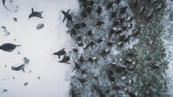 Pingüinos en la costa de hielo de la Antártida. Zoom tiro aéreo — Vídeos de Stock