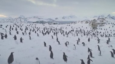 Penguenler üzerinde hava uçuş mühürler. Antarktika.