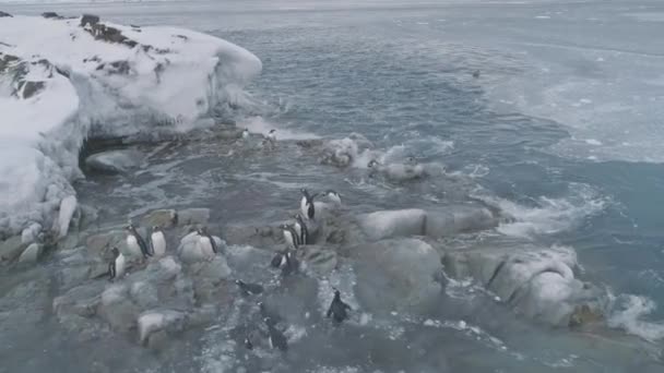 Luftflug über Pinguine aus nächster Nähe auf Eisfelsen. — Stockvideo