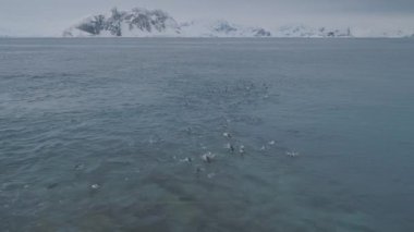 Hava uçuş yüzme penguenler üzerine. Antarktika.
