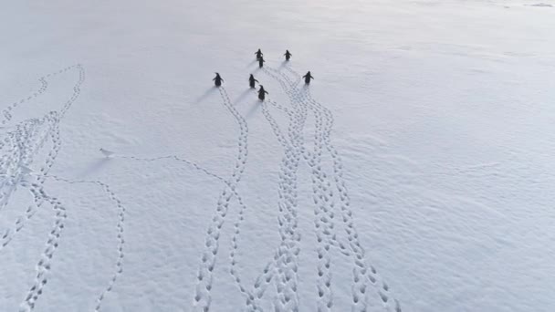 Laufende Pinguine, Fußabdrücke auf Antarktis-Schnee. — Stockvideo