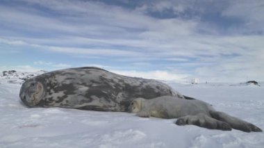 Mühür aile kar arazi üzerinde dinlenme. Antarktika.