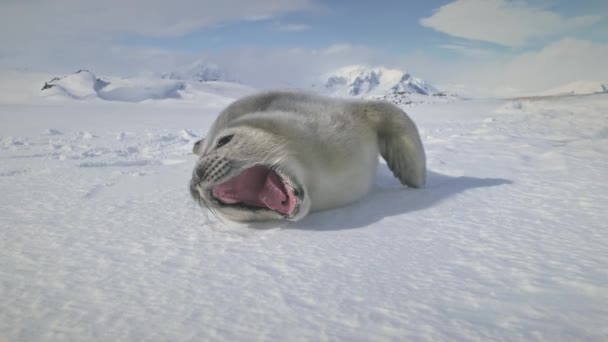 Крупный план зевающего детеныша тюленя на земле снега Антарктиды — стоковое видео
