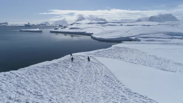 Antarktika manzara, yüzmeye başlayan penguenler. — Stok video