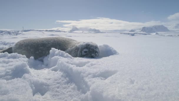 Weddell-zeehond baby liggend in sneeuwjacht. Antarctica. — Stockvideo