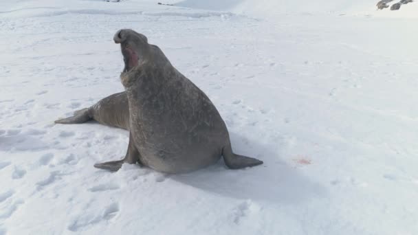 Gros plan bâillement Phoque éléphant sur la neige. Antarctique — Video