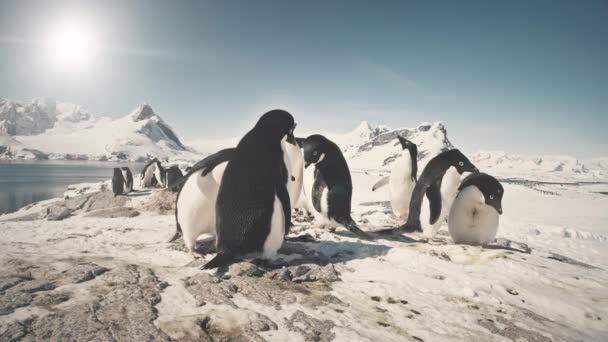 Группа пингвинов крупным планом на снежной земле Антарктиды . — стоковое видео