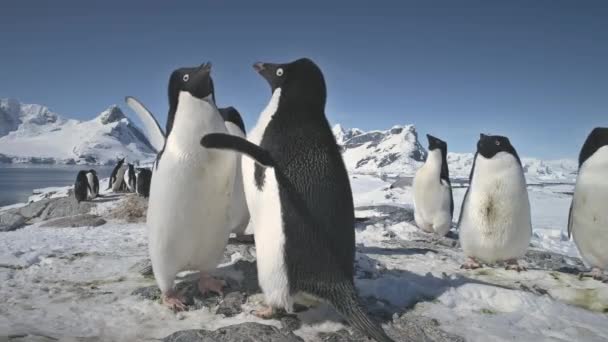 Pingüinos de cerca agitando las alas. Antártida . — Vídeo de stock