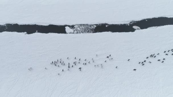 Lopende pinguïns groep. Antarctica drone schot. — Stockvideo