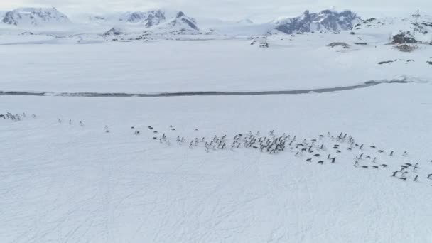 Przenoszenie kolonii pingwinów. Zdjęcia lotnicze Antarktyda. — Wideo stockowe