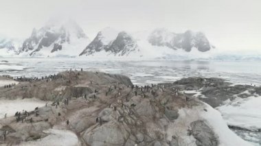 Penguenler koloni Antarktika Dağı'nda ayakta. Hava uçuş kutup yüzey üzerinde. Kar kaplı dağların donmuş buz okyanus su ile çevrili. Vahşi hayvan davranış. Kış sahne. 4k görüntüleri.