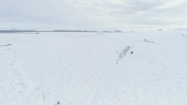 Grupo de pingüinos caminando en la nieve Antártida tierra . — Vídeo de stock