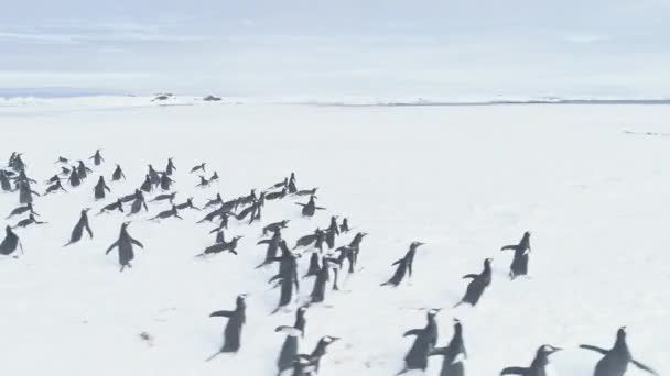 Antarctica pinguïns verhuizen naar Vernadski station. — Stockvideo