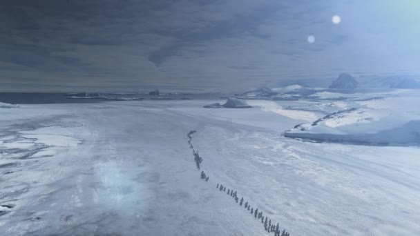 Migration des pingouins au coucher du soleil. Plan aérien antarctique 