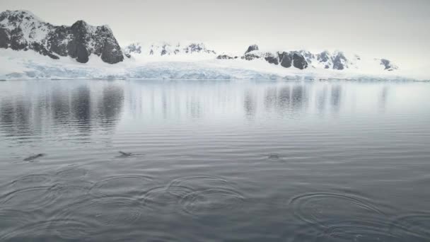 Pinguine springen im antarktischen Ozean. Luftaufnahme. — Stockvideo